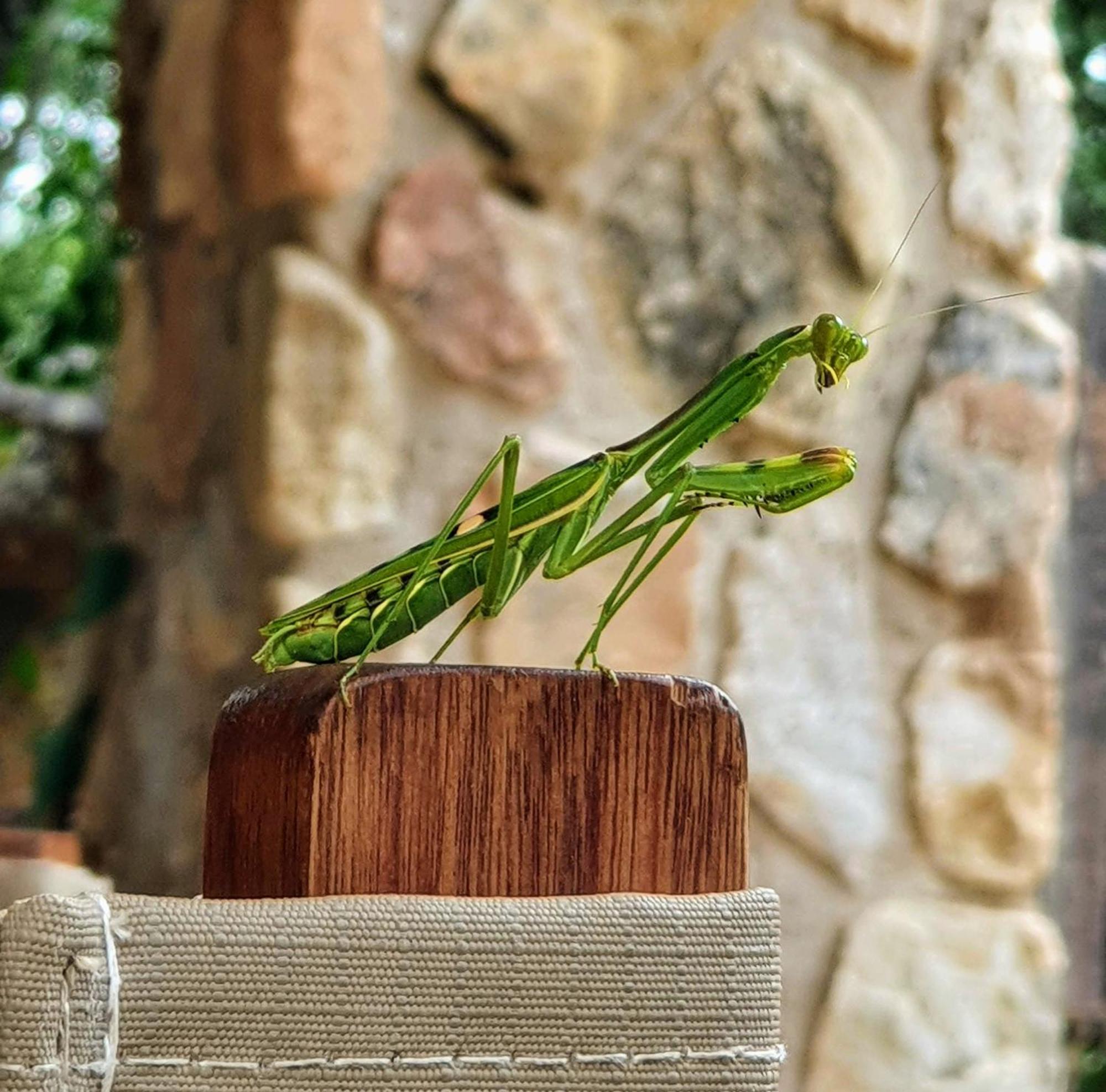 Hasekamp Family Bush Lodge Hoedspruit Dış mekan fotoğraf