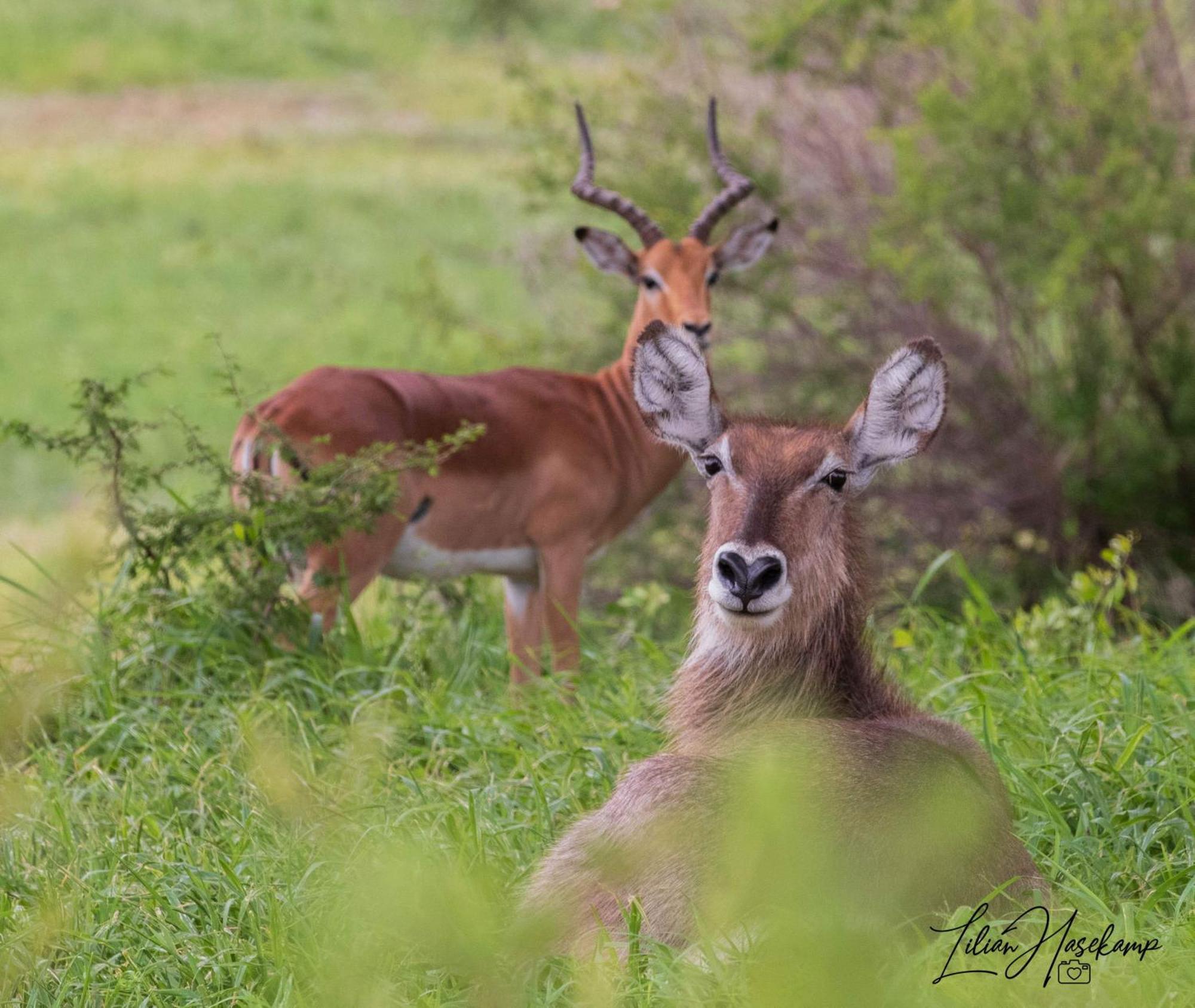 Hasekamp Family Bush Lodge Hoedspruit Dış mekan fotoğraf