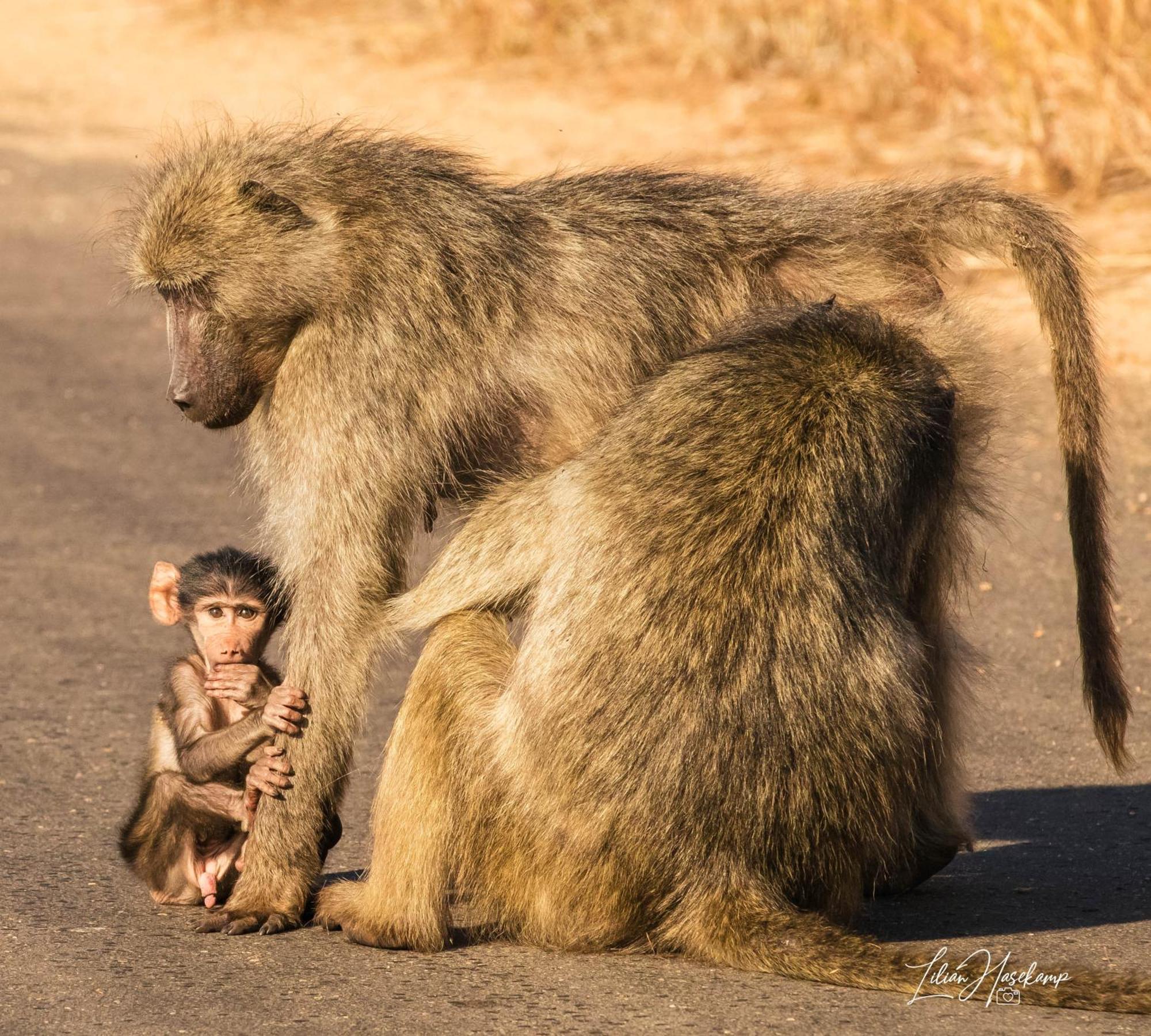 Hasekamp Family Bush Lodge Hoedspruit Dış mekan fotoğraf